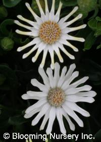 Osteospermum ecklonis 'Nasinga Cream'